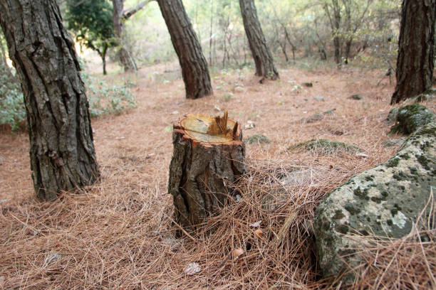 How Our Tree Care Process Works  in  New Town, ND