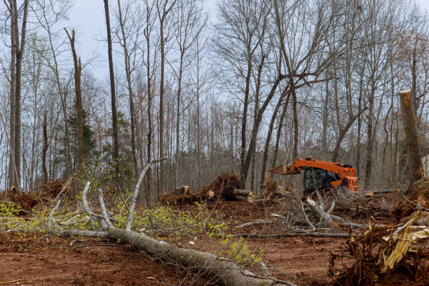 Best Tree Trimming and Pruning  in New Town, ND