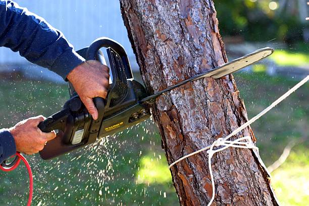 Best Hazardous Tree Removal  in New Town, ND