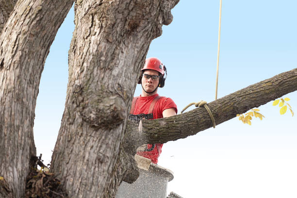 Best Palm Tree Trimming  in New Town, ND